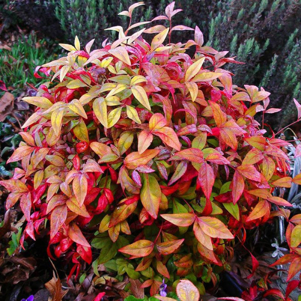 nandina domestica fire power