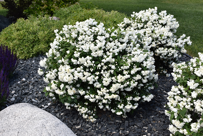 philadelphus snowbelle 1