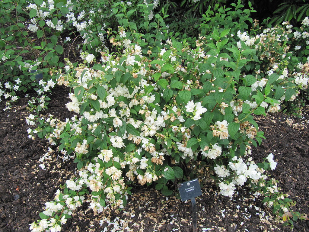 philadelphus snowbelle 2