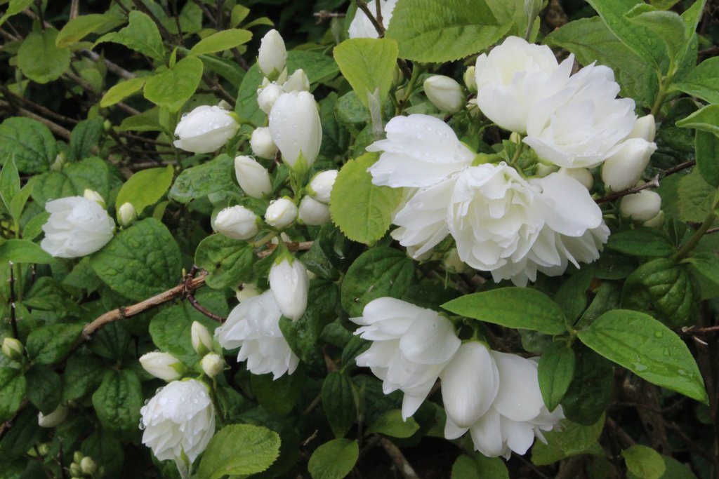 Philadelphus Snowbelle IMG_5371