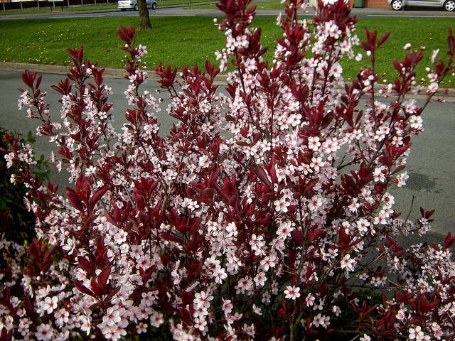 prunus cistena 1