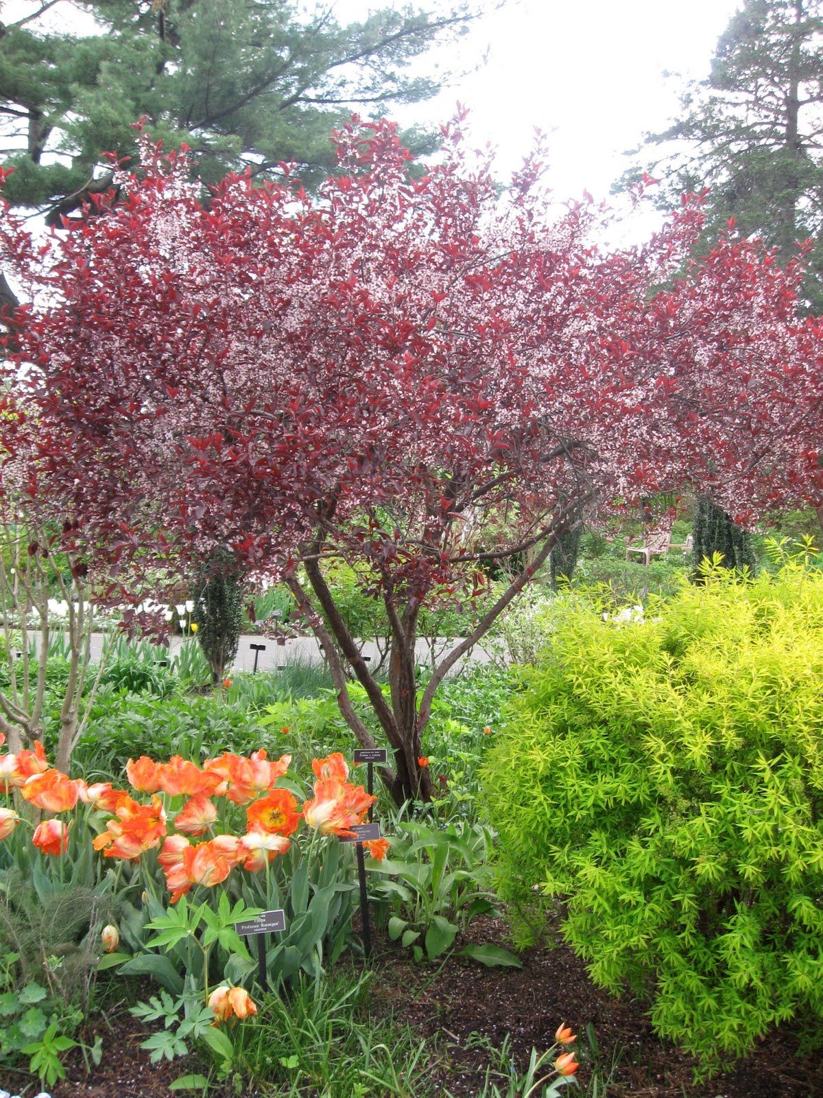 prunus cistena 2