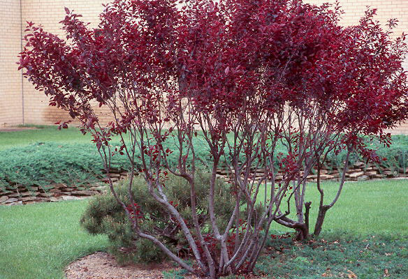 prunus cistena