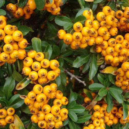 pyracantha soleil d'or 1
