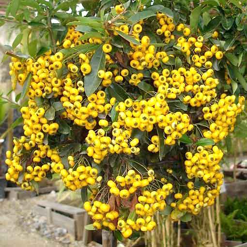 pyracantha soleil d'or 2