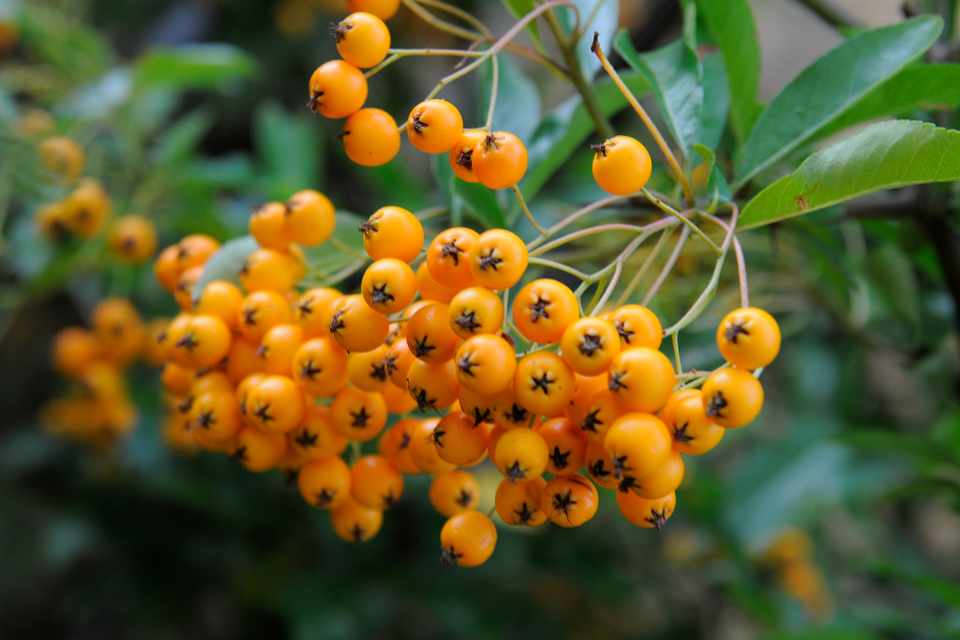 pyracantha soleil d'or