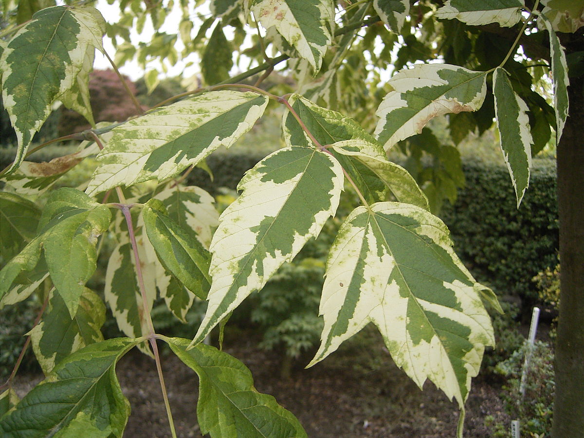 Acer_negundo_'Aureomarginatum'_R0019901