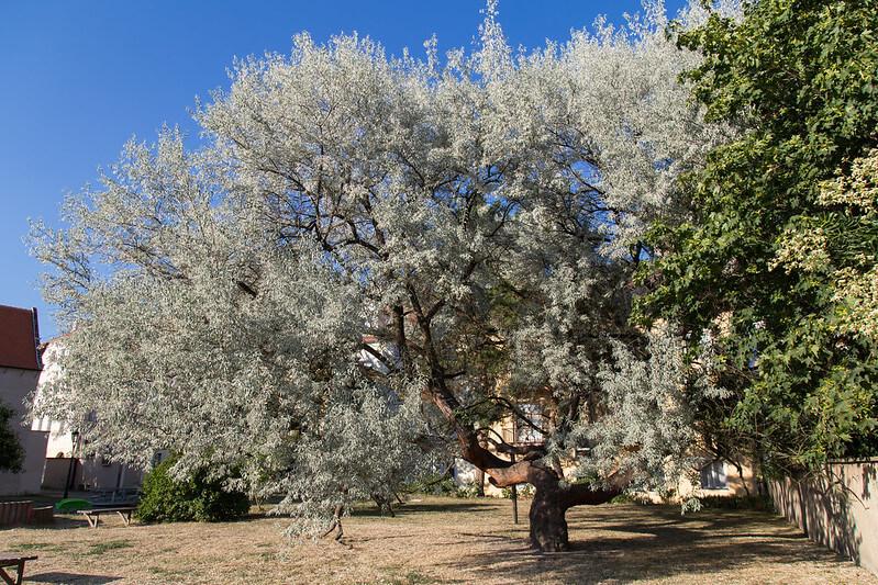 Elaeagnus angustifolia