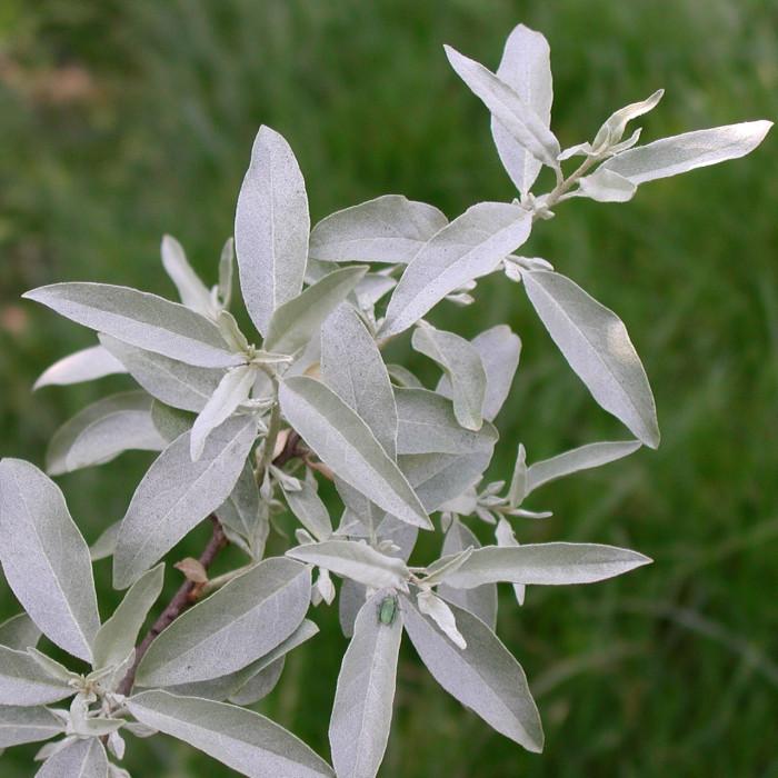 Elaeagnus angustifolia 2
