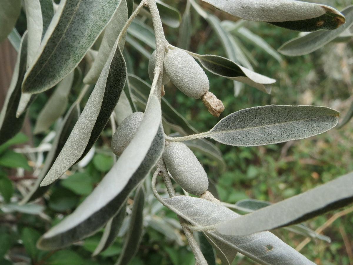 Elaeagnus angustifolia 3