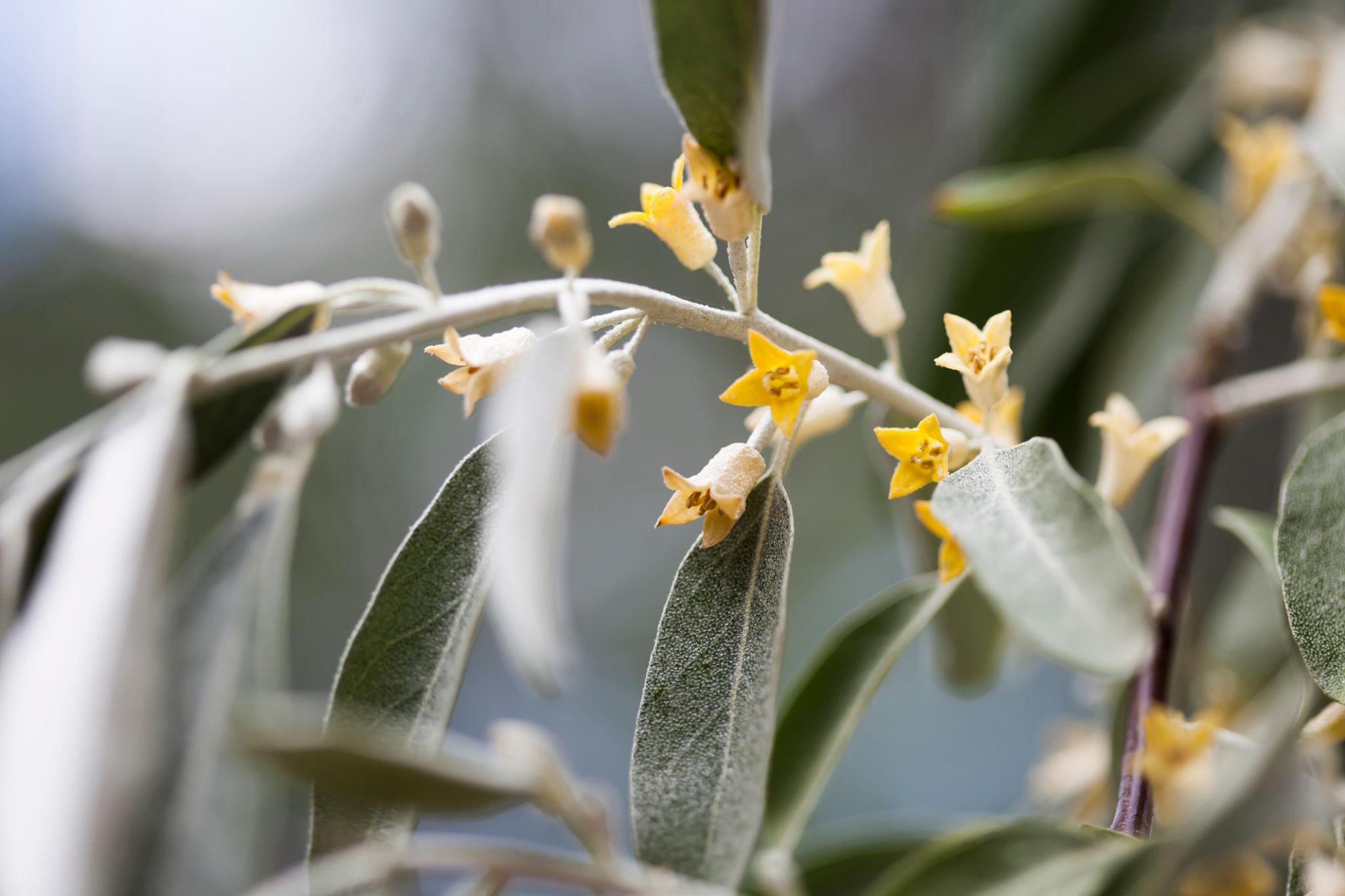Elaeagnus angustifolia 4