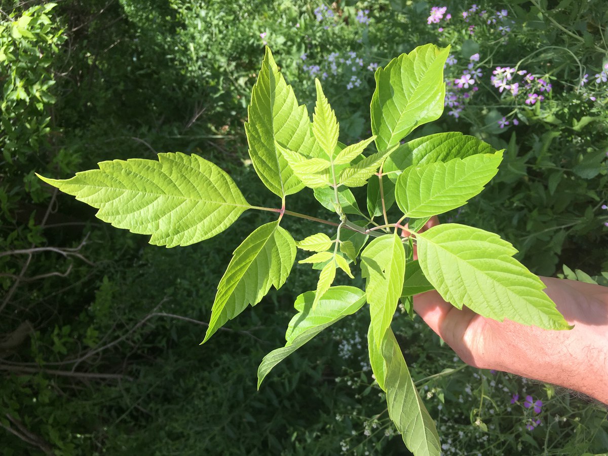 acer negundo 1