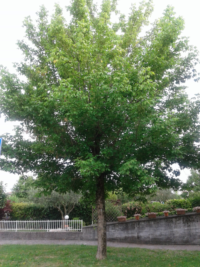 acer negundo 2