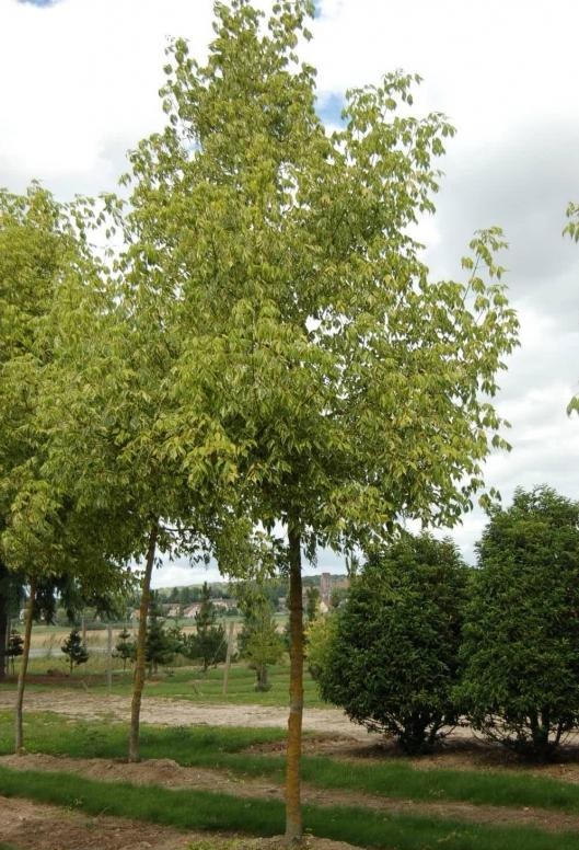acer negundo aureomarginatum 2