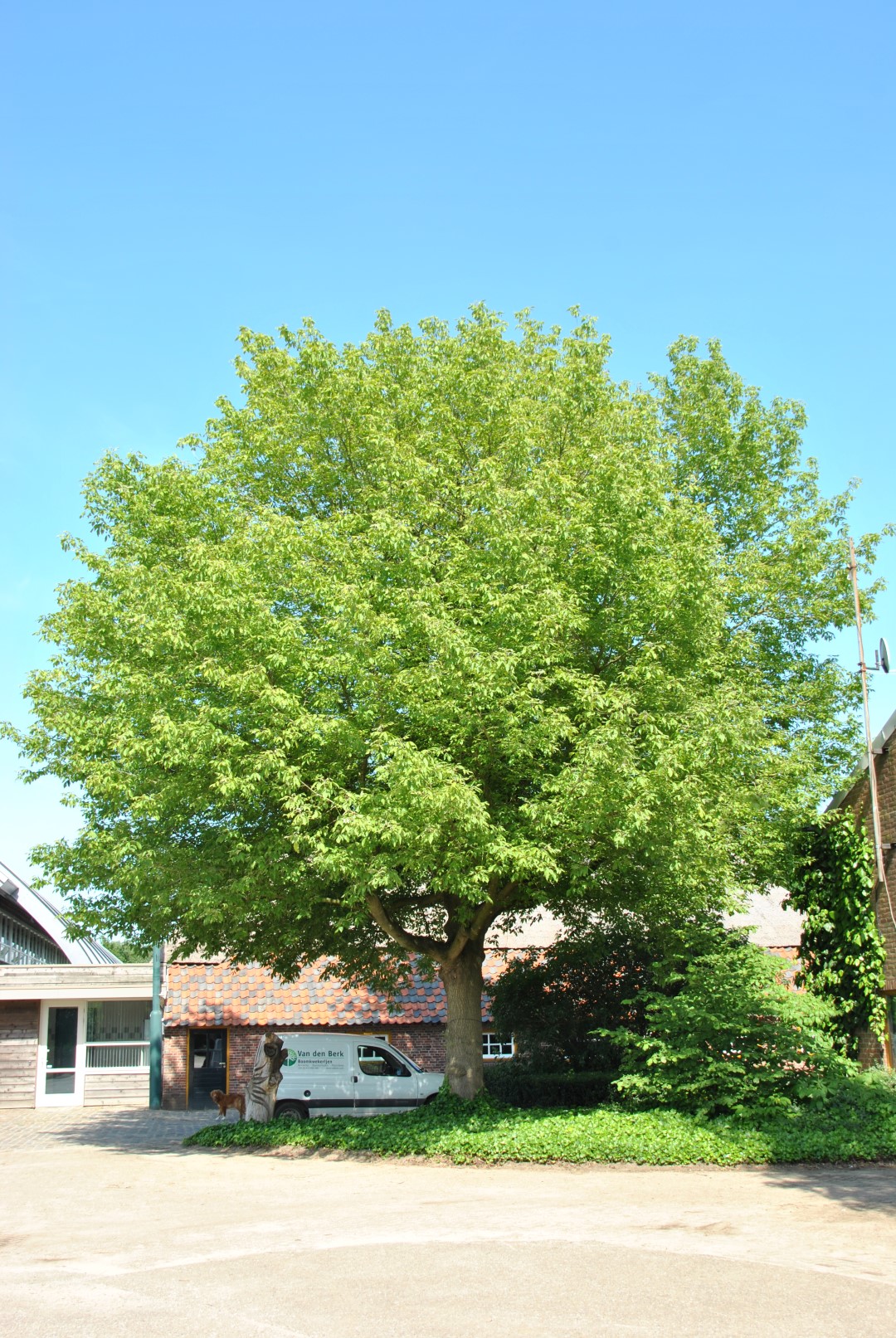 acer negundo