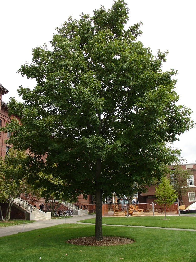 acer saccharinum 1