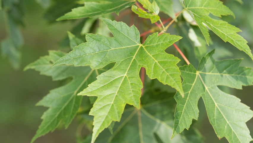 acer saccharinum 2