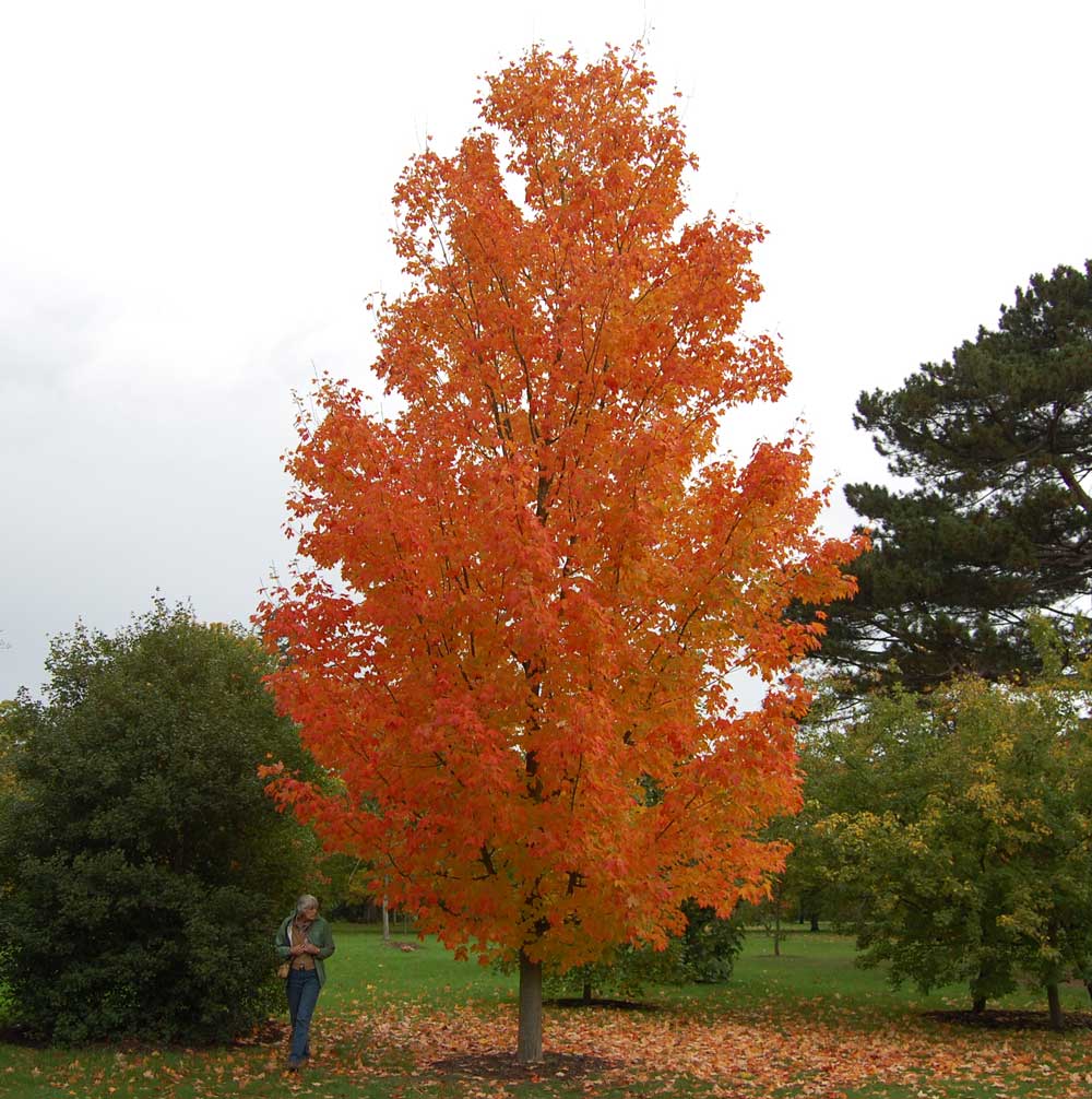 acer saccharinum