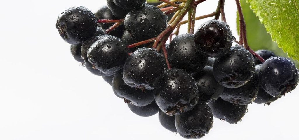 Plantație de Aronia melanocarpa - o investiție de viitor