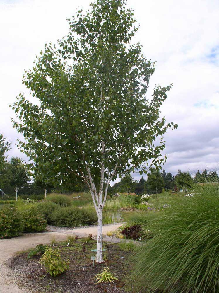 betula utilis jacquemontii 1