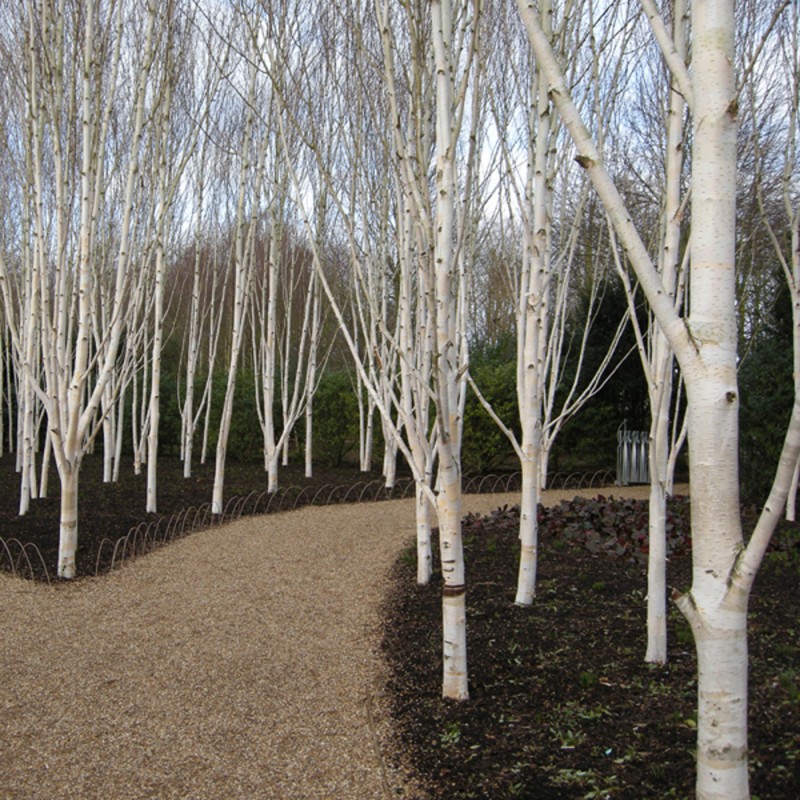 betula utilis jacquemontii 2