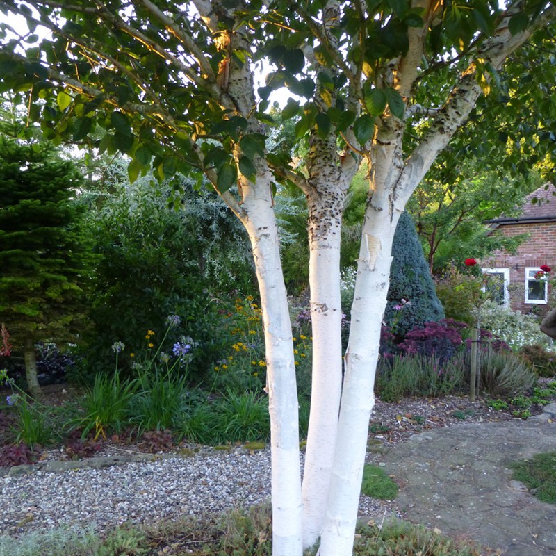 betula utilis jacquemontii
