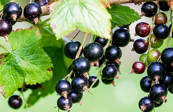 Cum înființezi o plantație de coacăz negru (Ribes nigrum)