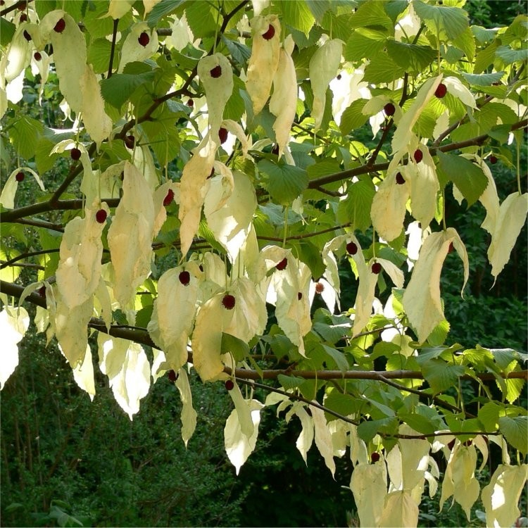davidia involucrata 1