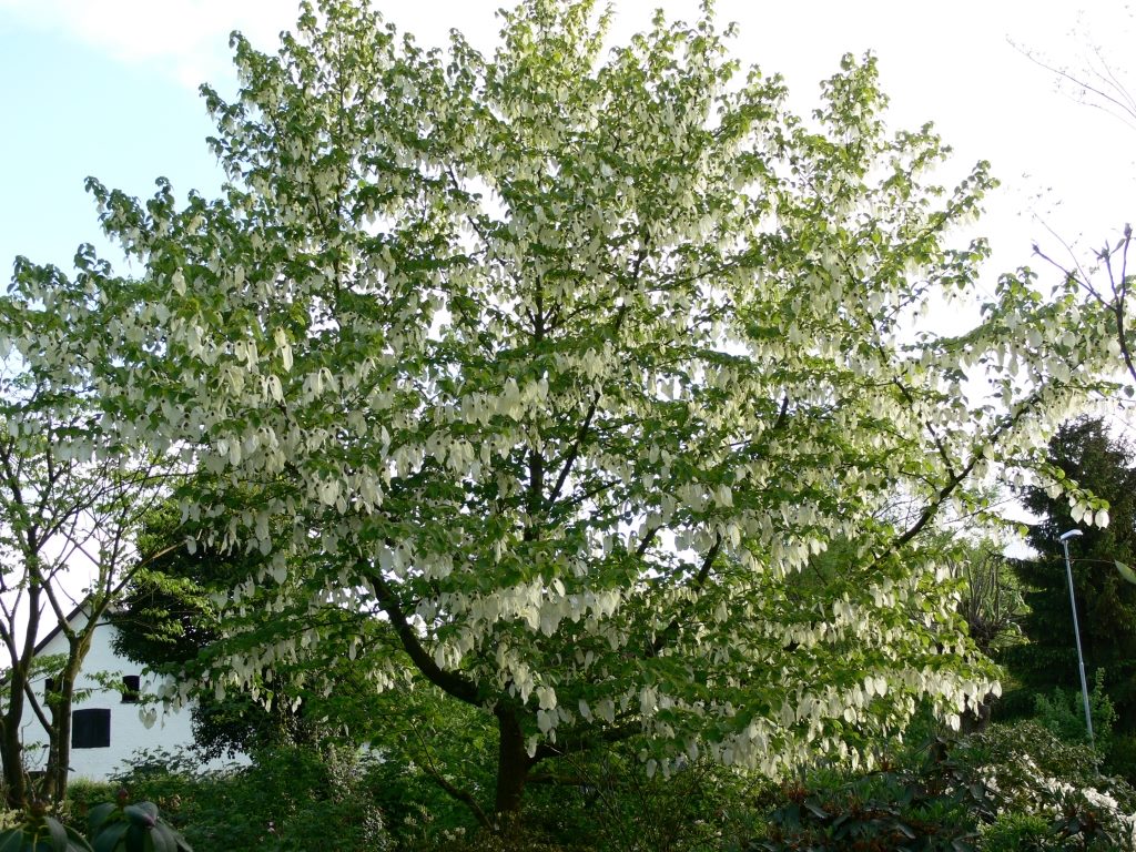 davidia involucrata 2