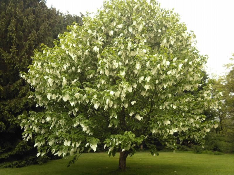 davidia involucrata
