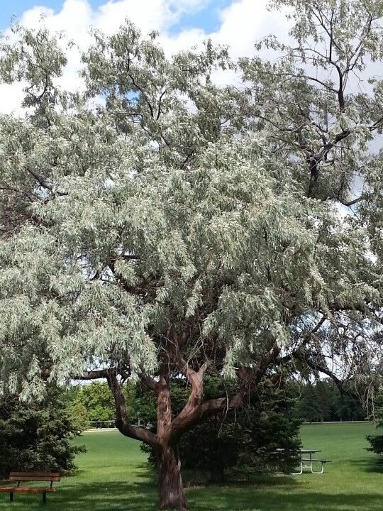eleagnus angustifolia 2