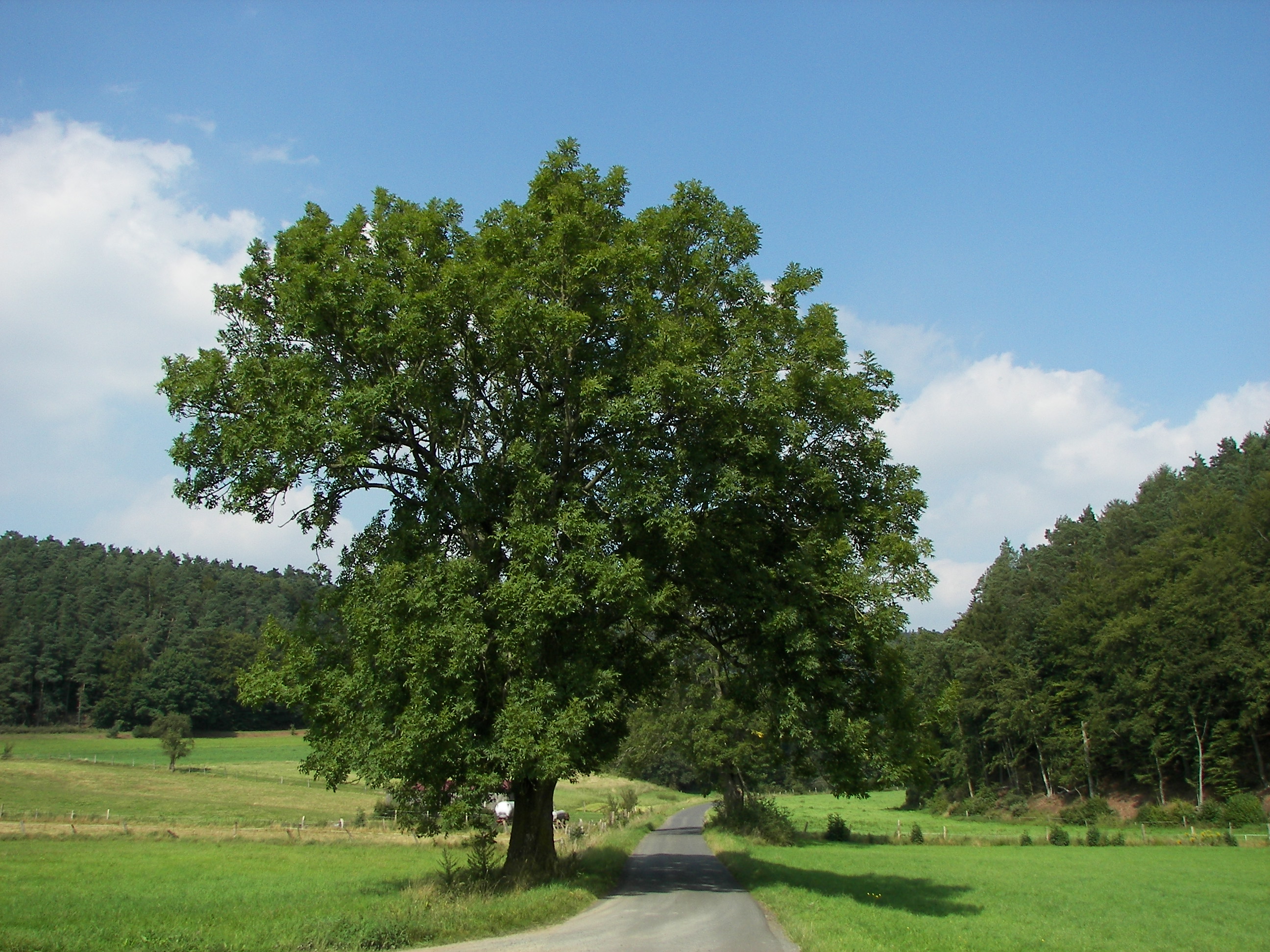 fraxinus excelsior 1