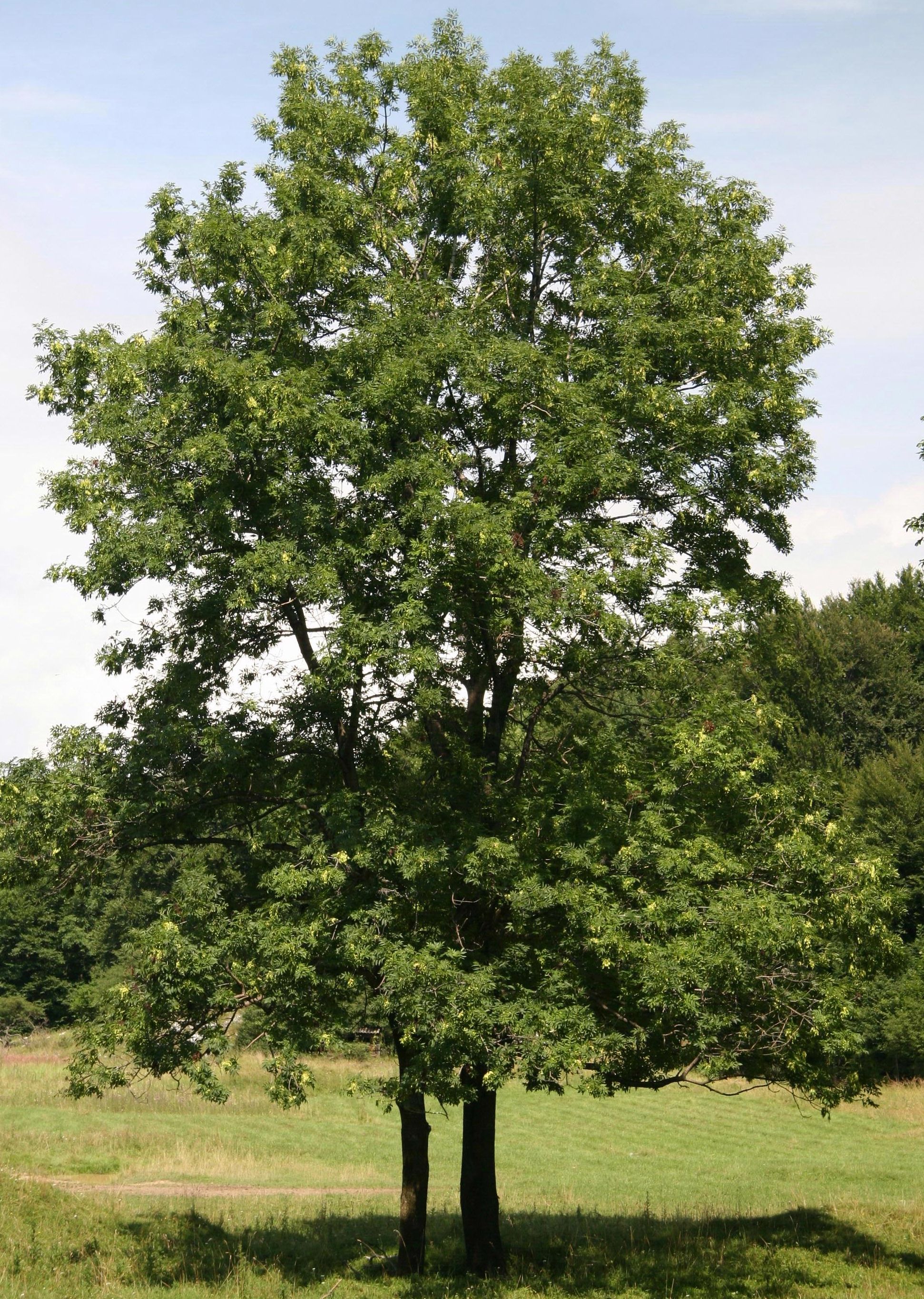 fraxinus excelsior 2