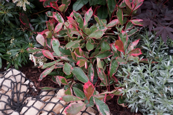 photinia fraseri louise 1