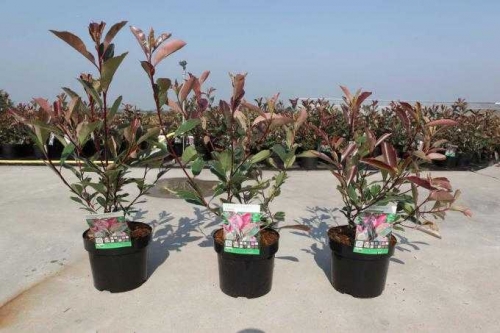 photinia fraseri louise 2