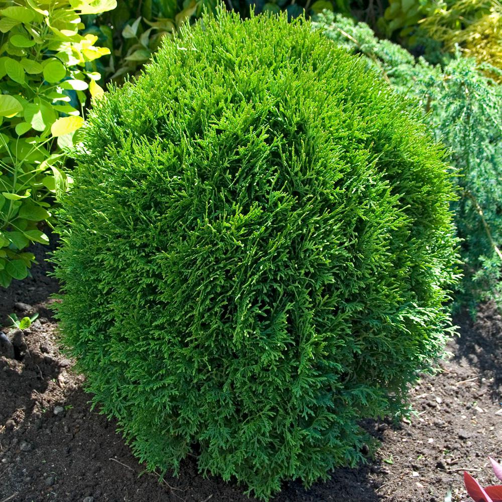 thuja little champion 1