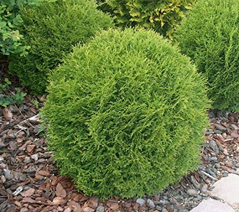 thuja little champion 2
