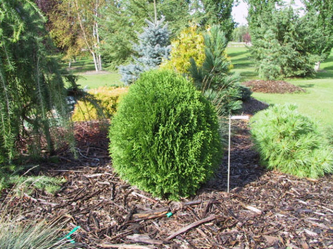 thuja little champion