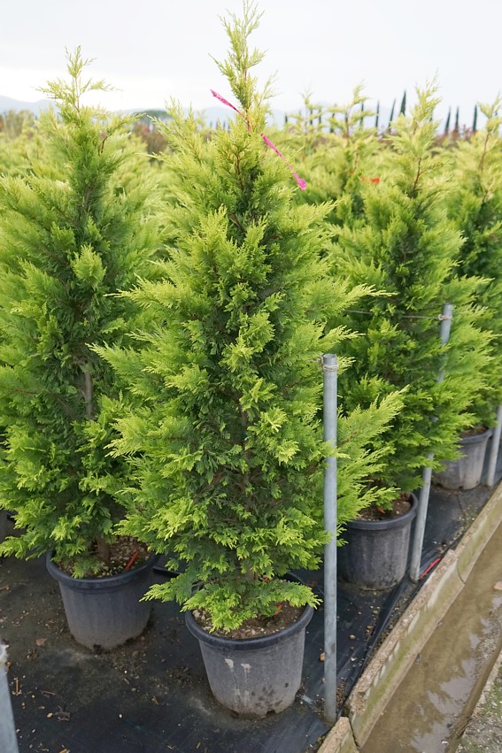 leylandii goldrider 1