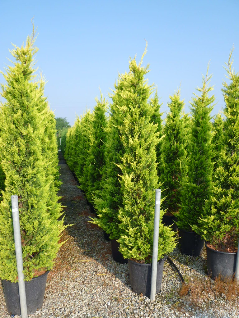 leylandii goldrider