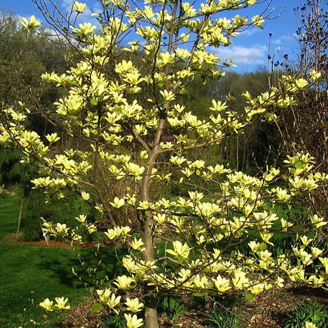 magnolia yellow bird 1