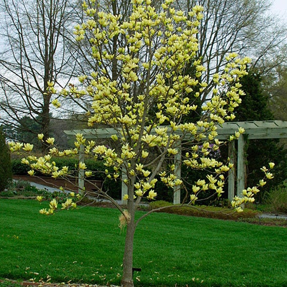 magnolia yellow bird 2