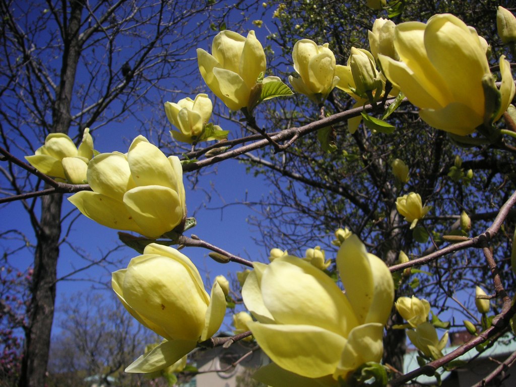 Magnolia 'Yellow Bird'