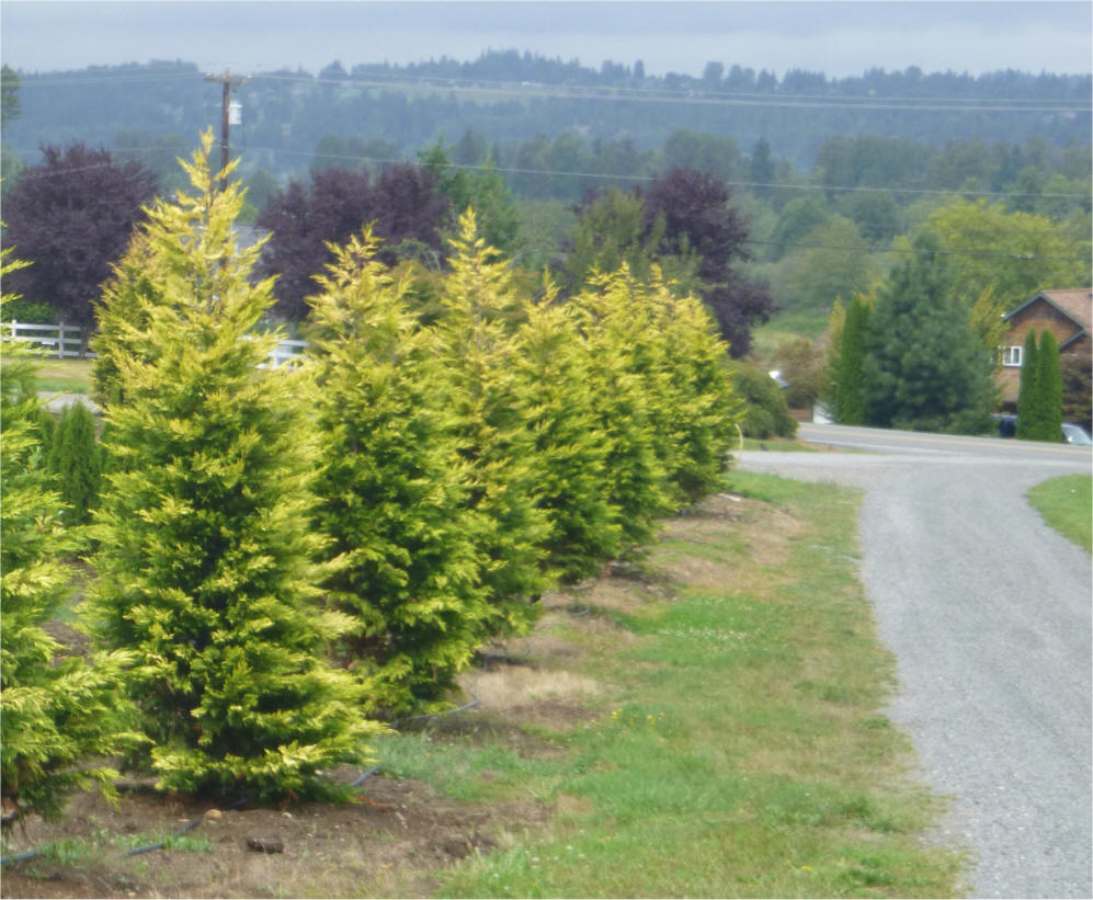 thuja goldrider