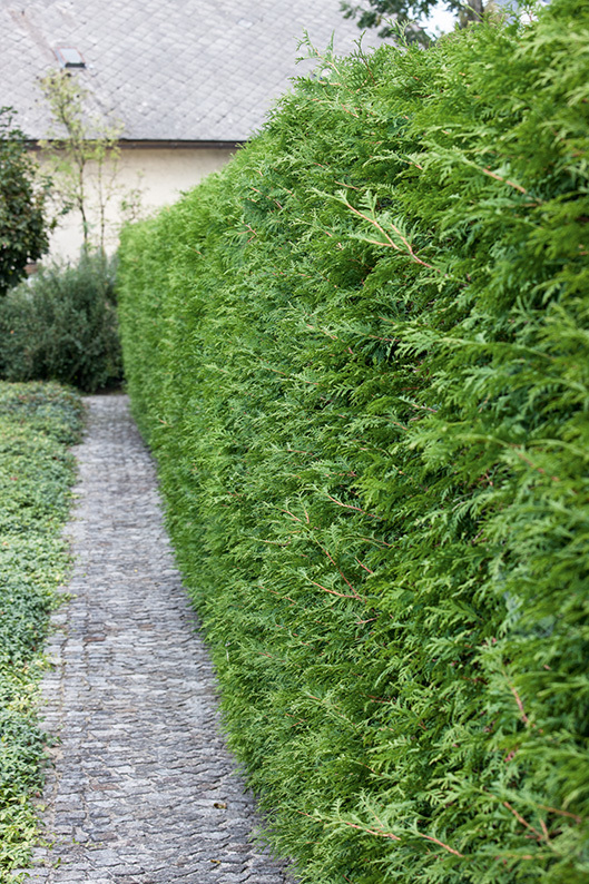 thuja plicata atrovirens 1