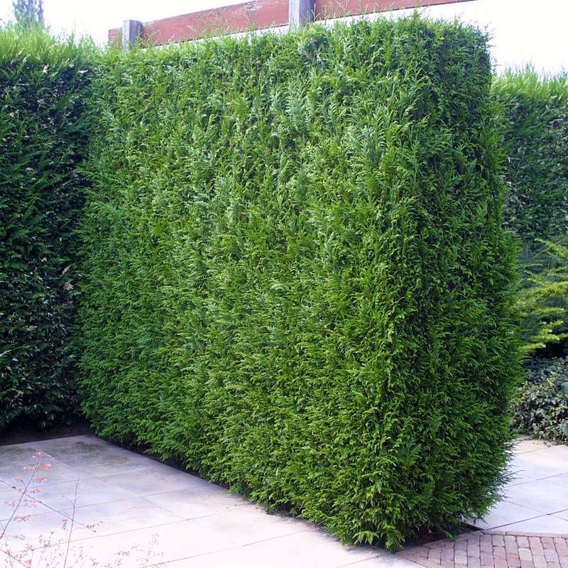 thuja plicata atrovirens 2