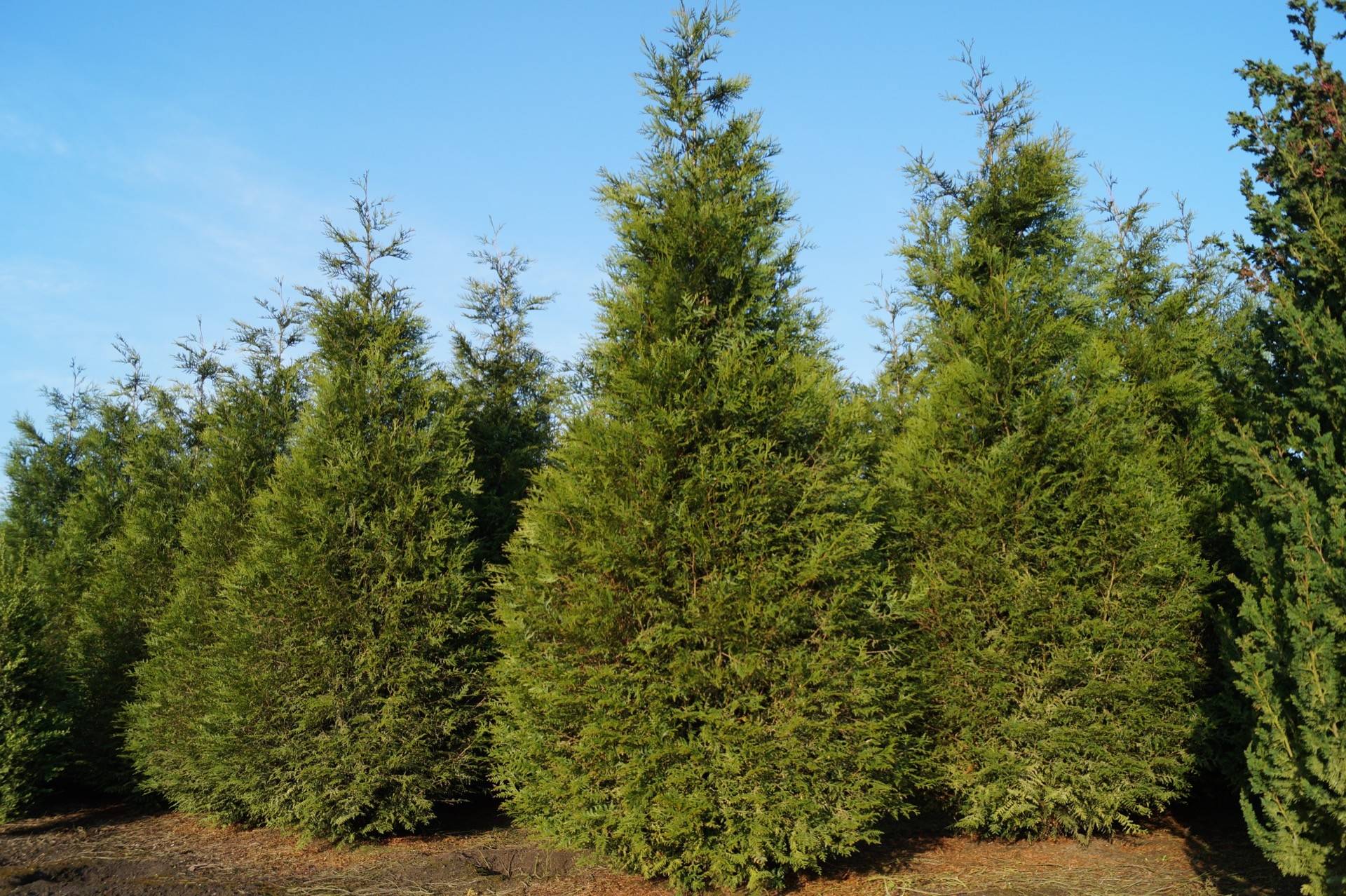 thuja plicata atrovirens 3