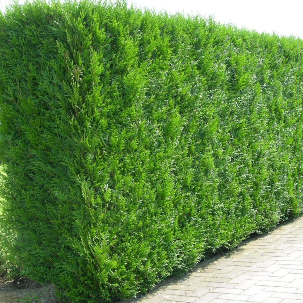 thuja plicata atrovirens