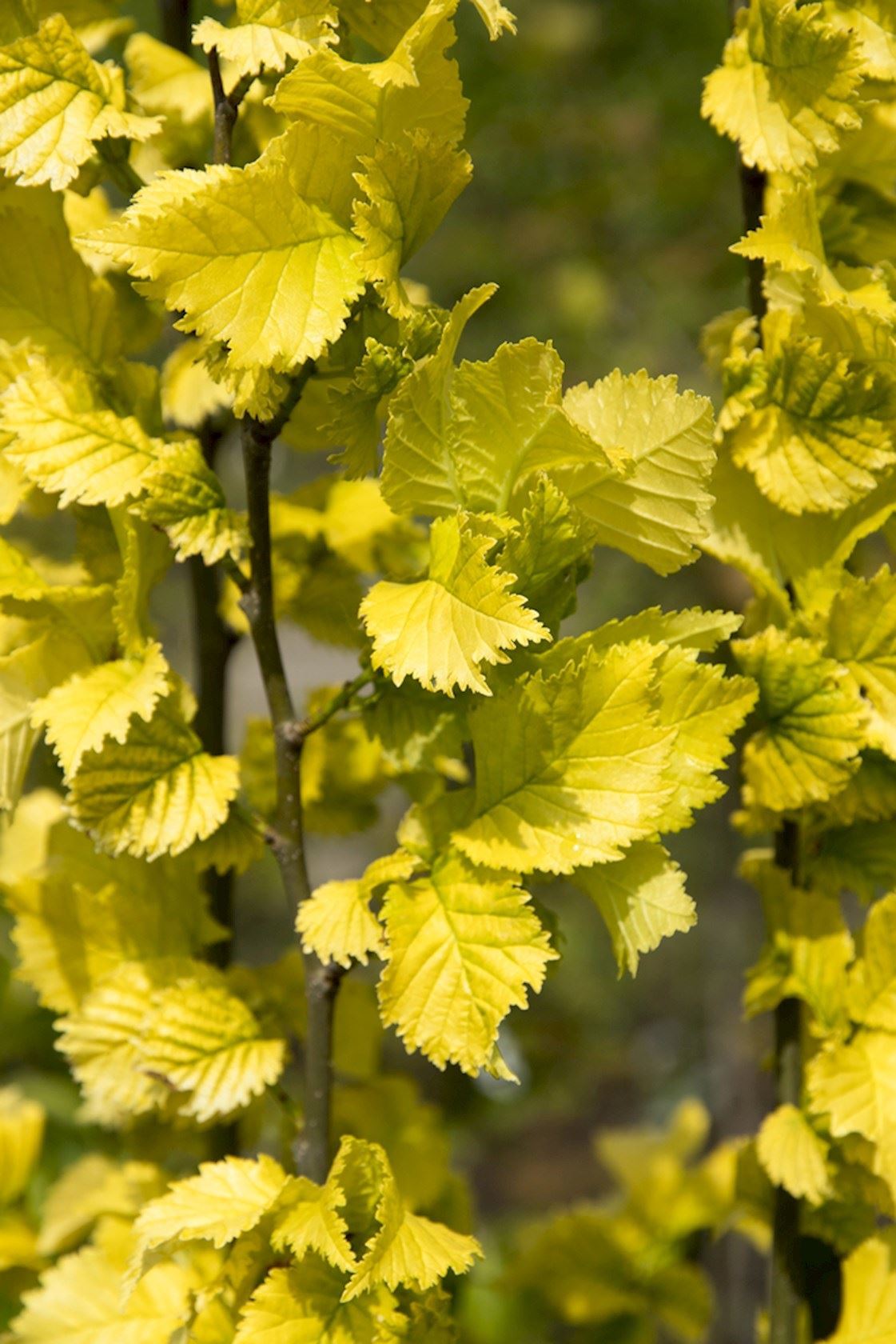 ulmus hollandica wredei 1