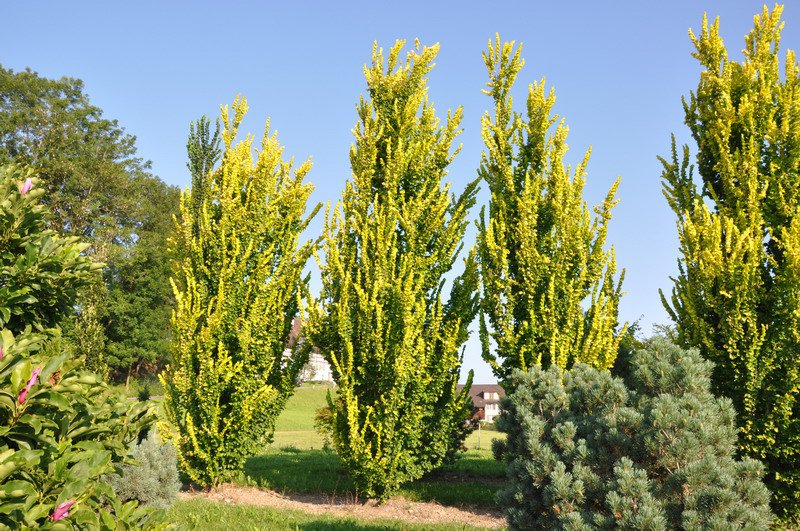ulmus hollandica wredei 2
